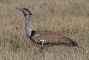 Kori bustard (ardeotis kori),  Serengeti